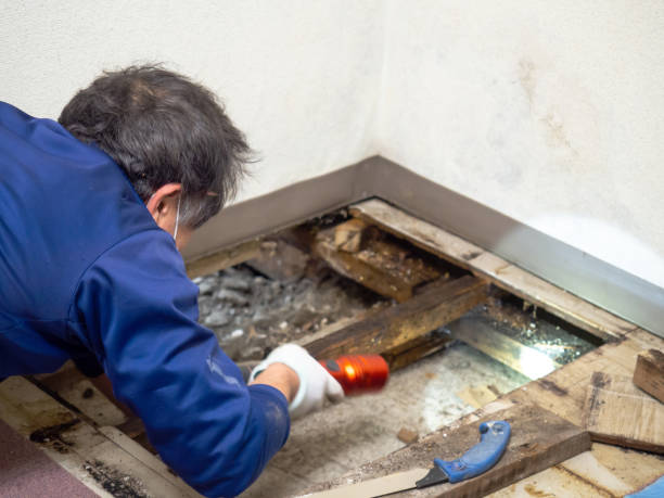 Best Mold Cleaning Services  in Summit, NJ