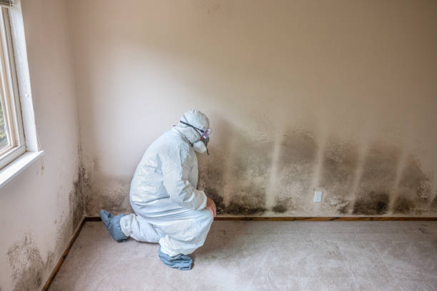 Best Commercial Mold Removal  in Summit, NJ