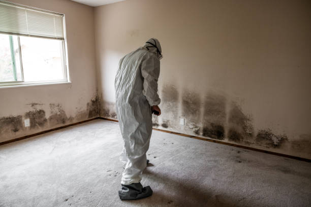 Best Mold Remediation  in Summit, NJ