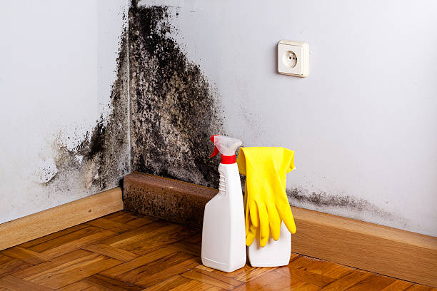 Best Fast Mold Removal  in Summit, NJ