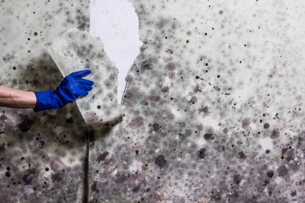 Best Affordable Mold Removal  in Summit, NJ