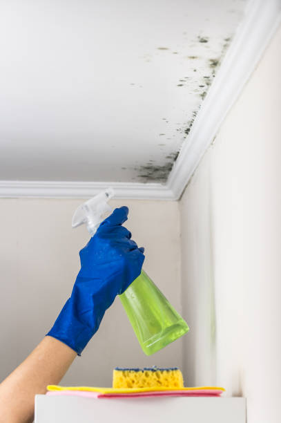 Best Mold Cleaning Services  in Summit, NJ