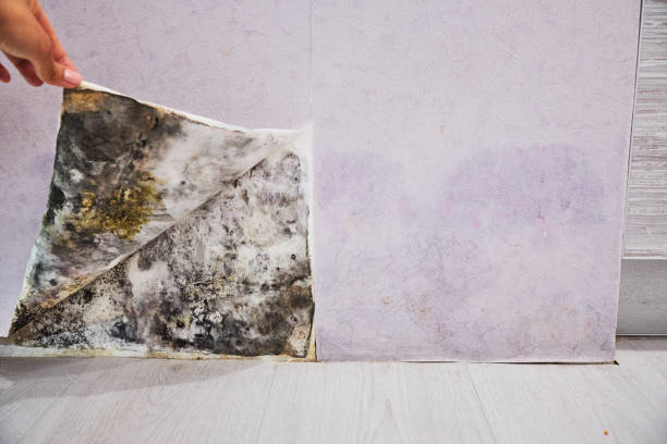 Best Attic Mold Removal  in Summit, NJ